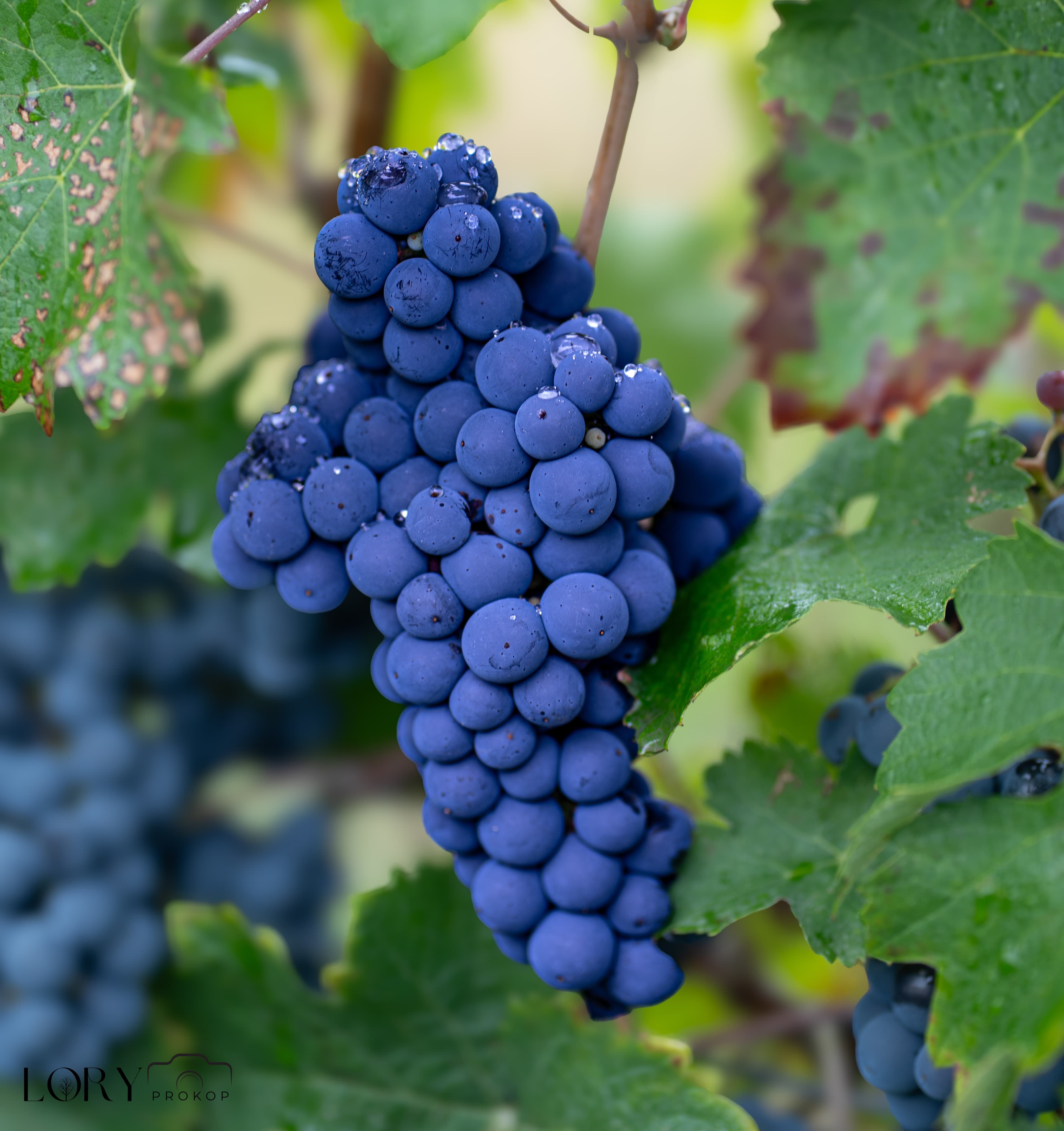 Vignes de Chinon